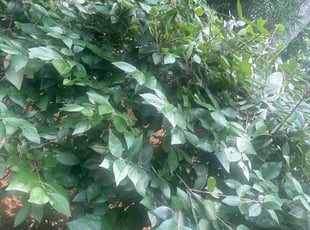 Bush Trimming by Durand Turner for Sarah W. in Atlanta, GA