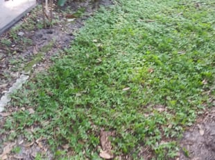 Leaf Removal by Brian Lienhart for Anthony C. in Safety Harbor, FL