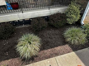 Weeding by Carlos Portillo for Nimra A. in Springfield, VA