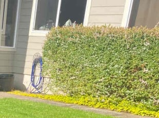 Bush Trimming by Carlos Ledesma for Michael L. in Keizer, OR