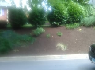 Mulching by Michael Beavers Jr for Tristina M. in Takoma Park, MD