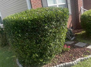 Bush Trimming by Steven Ball for Tanicqua N. in Columbia, SC