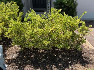 Weeding by Daniel Gonzalez for Kyann P. in Davenport, FL