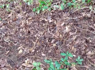 Leaf Removal by Raymond Hite-witt for Sherita B. in Marietta, GA