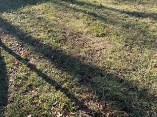 Leaf Removal by Tim Kirkpatrick for Mike H. in Raytown, MO
