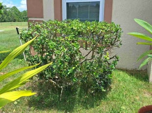 Bush Trimming by Angel Vazquez for Tyler C. in Davenport, FL