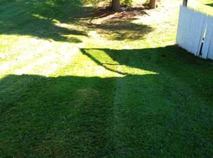 Shan M.'s Grass Cutting service result