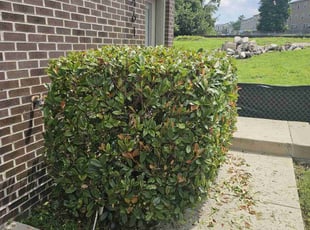 Bush Trimming by Artavius Clark for Curtis N. in Washington, DC