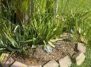 Weeding by Jace Major for Lindsey B. in Margate, FL