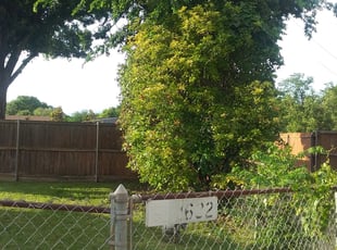 Bush Trimming by Pablo Miramontes for Dana H. in Garland, TX