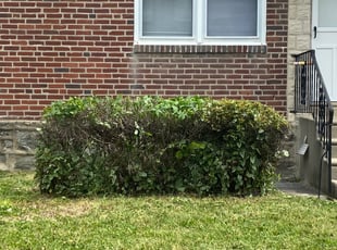 Bush Trimming by Curt Woods for Ray F. in Philadelphia, PA