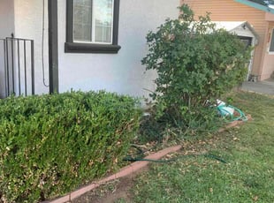 Bush Trimming by Jonathan Allen for Brian B. in North Highlands, CA