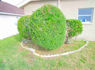 Bush Trimming by James Anderson for James L. in Zephyrhills, FL