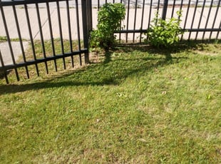 Bush Trimming by Darnell Stribling for Nicole P. in Cleveland, OH