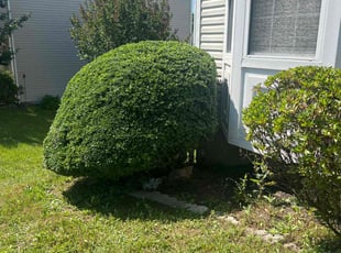 Bush Trimming by Gilbert Osorio for Dyrl J. in Stafford, VA