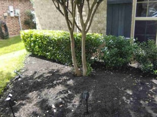 Bush Trimming by Paul Jones for Stan C. in Pearland, TX