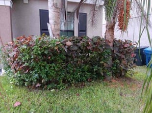 Bush Trimming by William Chavers for Will H. in Riverview, FL
