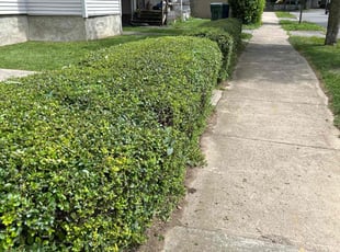 Bush Trimming by James Serio for Carol H. in Rochester, NY