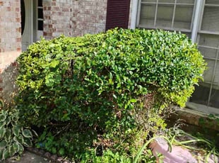 Bush Trimming by Jayden Long for Suban j. in Stone Mountain, GA