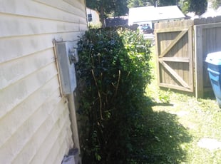 Bush Trimming by Jerrod Briggs for Charles T. in Virginia Beach, VA