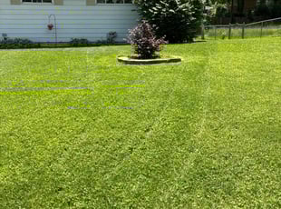 Marcia G.'s Lawn Mowing service result