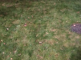 Leaf Removal by Deactivated Account for Heidi G. in Fishers, IN