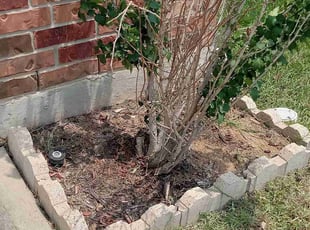 Weeding by Carina Perez for Jocelyn Y. in Cypress, TX