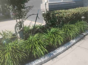 Weeding by James Parga for Althea H. in Cypress, TX