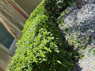 Bush Trimming by Corey Johnson for Cordell B. in Riverview, FL