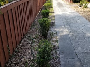 Bush Trimming by Eric Jones for Mike T. in Tampa, FL