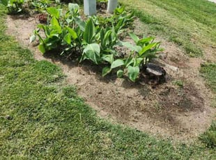 Weeding by Isaiah Cuthbertson for Catherine Y. in Kannapolis, NC
