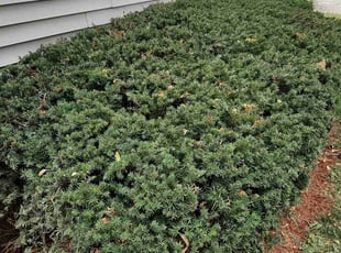 Bush Trimming by Robert Pace for Michael H. in Indianapolis, IN