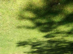 Pamela W.'s Lawn Service service result