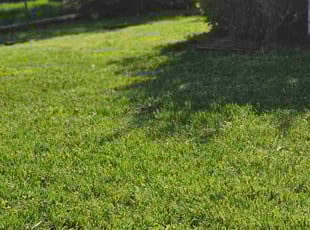 Justy V.'s Grass Cutting service result
