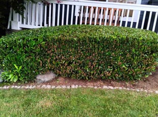 Bush Trimming by Robert Martin for Cindy F. in Marysville, WA