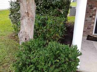 Bush Trimming by Ronald Butler for Joebert A. in North Charleston, SC