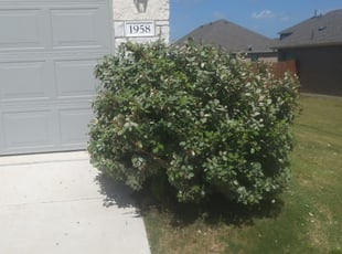 Bush Trimming by Cesar Lopez for Wenbo S. in Round Rock, TX