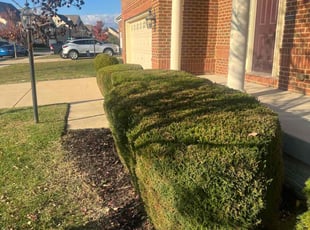 Bush Trimming by Caree Keith for Michael L. in Waldorf, MD