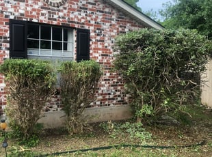 Bush Trimming by Samuel Onwuka for Emily B. in Austin, TX