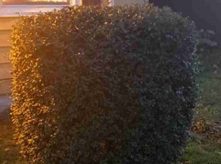 Bush Trimming by Titus Hayes for Nata M. in Richmond, VA