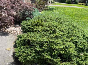 Weeding by Manuel RuizDiaz for Jacob G. in Knoxville, TN