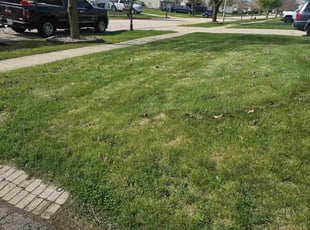 Leaf Removal by Ana Sanchez for Sandria C. in Elwood, IL