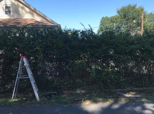 Bush Trimming by Lionel Foster for Robert K. in Vernon, CT
