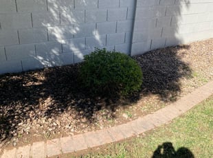 Bush Trimming by jimmy ruiz for Jordan J. in Mesa, AZ