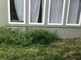 Bush Trimming by Tim Francisco for Ahmed H. in Lee's Summit, MO