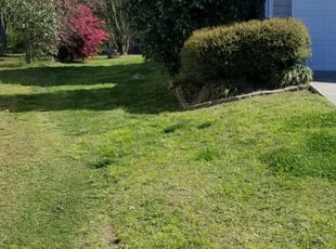 Bush Trimming by James Steele for Steven R. in Indian Trail, NC