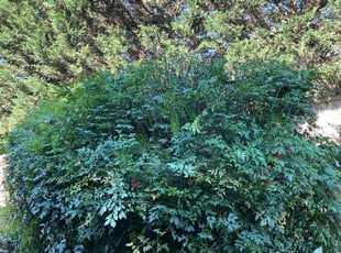 Bush Trimming by Kody Brown for Chris W. in Stafford, VA