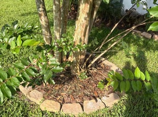 Weeding by Arturo Garcia for Alexandra B. in Palm Coast, FL