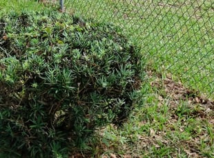 Bush Trimming by James Curry for Eldridge D. in Tallahassee, FL