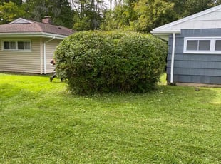 Bush Trimming by James Serio for Ashley A. in Rochester, NY